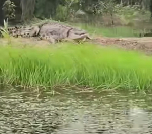 Penampakan Se,ekor Buaya Didesa Siau Dalam Menjadi Sorotan.